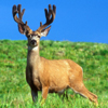 10 Point Buck Slide Puzzle