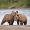 2 Small Bears
