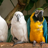 3 Parrots Jigsaw