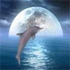 3D Dolphin Jigsaw Puzzle
