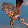 Acrobat bird slide puzzle