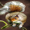 Acrobat squirrel puzzle