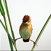Acrobat tiny bird slide puzzle
