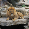 African Lion Slider Puzzle