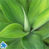 Agave Jigsaw Puzzle