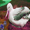 Albatross in mountain puzzle