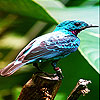 Alone blue bird slide puzzle