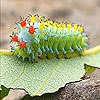 Alone caterpillar slide puzzle