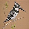 Alone cute bird slide puzzle