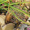 Alone hedgehog puzzle