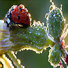 Alone ladybug slide puzzle