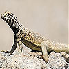 Alone lizard slide puzzle