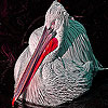 Alone tired pelican slide puzzle