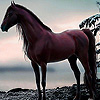 Alone wild horse in woods puzzle