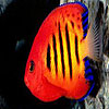 Amazing fishes hidden numbers