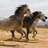 Amazing Horses