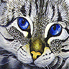 Angry cat blue eye slide puzzle