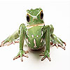 Angry frog slide puzzle