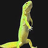 Angry iguana puzzle