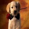 Animal Love Puzz