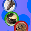 Animal Rotospheres