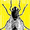 Annoying fly