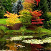 Autumn pond
