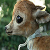 Baby deer coloring