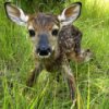 Baby Fawn Jigsaw