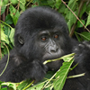 Baby Gorilla Slider Puzzle