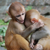 Baby Monkeys Slider Puzzle