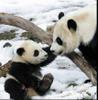 Baby Panda