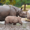 Baby Rhino Slider Puzzle