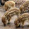 Baby Wild Pigs Slider Puzzle