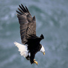 Bald Eagle Jigsaw Puzzle