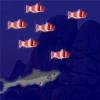 Be the Shark !!!