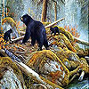 Bears in the lake slide puzzle
