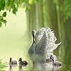 Beautiful ducks on the lake puzzle