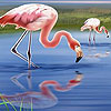 Beautiful flamingos puzzle