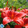 Beautiful Red Lily Jigsaw