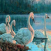 Beauty swans in lake puzzle