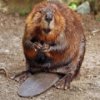 Beavers Jigsaw