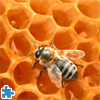 Bee on Honeycomb