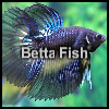 Betta Fish