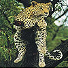 Big cat slide puzzle