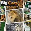 Big Cats