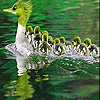 Big duck family slide puzzle