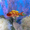 smart Fish