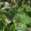 Big green chameleon puzzle