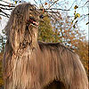Big hairy dog slide puzzle